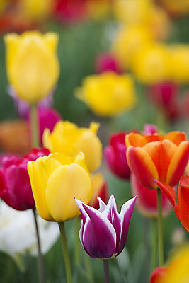 포토 JPG 해외이미지 식물 계절 공원 꽃 꽃다발 백그라운드 잎 꽃무늬 밭 자연 부활절 발렌타인데이 3 사람없음 야외 빨간색 초록색 여름 컬러풀 햇빛 태양 노란색 정원 보라색 침묵 봄 튤립 벚꽃 광선 축하 신선 닫기 5월 꽃집 엽서 내추럴 강렬 블러 해외202004 해외포토 자연요소 공공시설 기념일 컬러 컨셉 무늬 농업 모션 데이이벤트 상점 소리 날짜 편지 생태계 파일형식 이미지허브