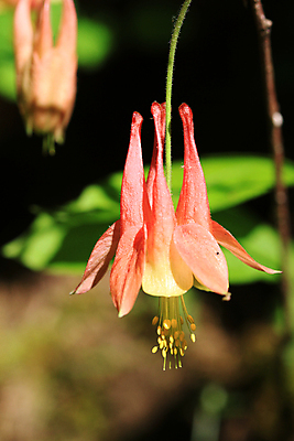 포토 JPG 해외이미지 식물 꽃잎 꽃 줄기 자연 사람없음 장식 빨간색 초록색 노란색 봄 벚꽃 떨어짐 내추럴 고립 꽃수술 영원 해외202004 해외포토 계절 컬러 컨셉 생태계 파일형식 이미지허브