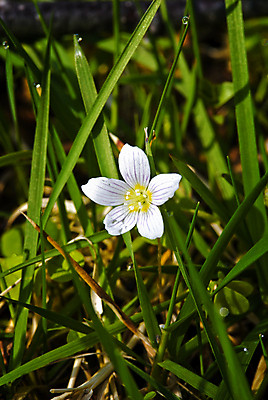 포토 JPG 해외이미지 식물 꽃 유럽 자연 북유럽 노르웨이 사람없음 야외 삼림지대 스칸디나비아 해외202004 해외포토 나라 숲 생태계 파일형식 이미지허브