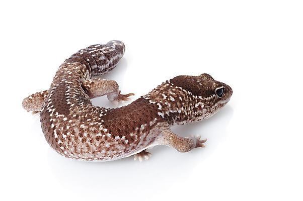 포토 JPG 해외이미지 동물 척추동물 얼굴 신체 파충류 사람없음 반려동물 추위 흰색 닫기 작음 도마뱀 기어가기 고립 해외202004 해외포토 컬러 모션 신체부위 크기 파일형식 이미지허브