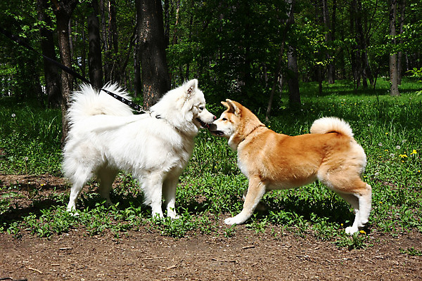 포토 JPG 해외이미지 주간 반려견 두마리 사람없음 야외 산책 인사 강아지 사모예드 해외202004 아키타견 해외포토 자연요소 2 휴식 반려동물 예절 개 파일형식 이미지허브