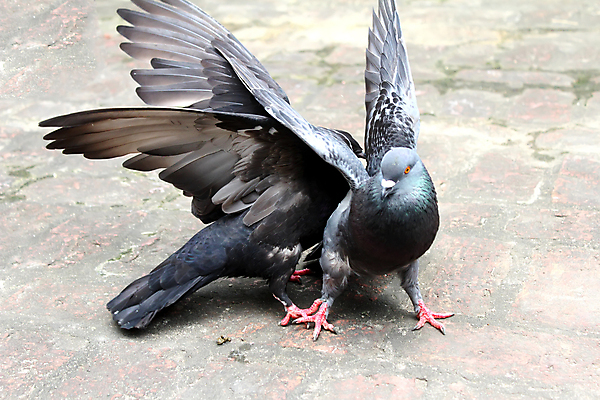 포토 JPG 해외이미지 동물 1 디자인 여자 행복 실루엣 종교 백그라운드 2 일러스트 자연 조류 사랑 미술 사람없음 검은색 회색 자유 흰색 비둘기 고립 해외202004 해외포토 감정 컬러 컨셉 문화예술 촬영기법 사람 생태계 파일형식 이미지허브