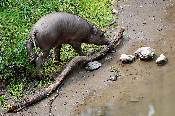 포토 JPG 해외이미지 동물 여자 야생동물 여행 포유류 자연 생물 털 뿔 사람없음 야외 물 머리 회색 아기 돼지 황무지 치아 사파리 꼬리 인도네시아 멸종 주둥이 멧돼지 내추럴 못생김 해외202004 해외포토 자연요소 아시아 컬러 사람 신체부위 소화기관 생태계 파일형식 이미지허브
