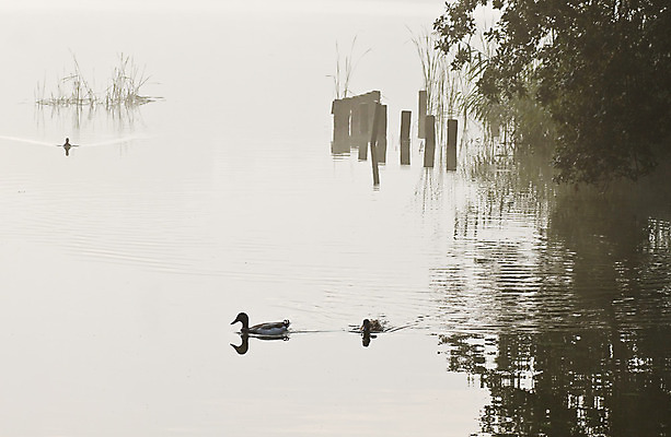 포토 JPG 해외이미지 식물 구름 호수 자연 조류 아침 날씨 갈대 사람없음 야외 물 빛 태양 반사 일출 침묵 회색 안개 속도 내추럴 뿌연 해외202004 해외포토 주간 자연요소 동물 컬러 노을 소리 생태계 파일형식 이미지허브