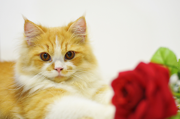 포토 JPG 해외이미지 동물 꽃 크리스마스 장난 친절 발렌타인데이 사랑 사람없음 빨간색 반려동물 장미 고양이 인사 달콤 솜털 해외202004 해외포토 식물 기념일 감정 컬러 포유류 데이이벤트 예절 맛 파일형식 이미지허브