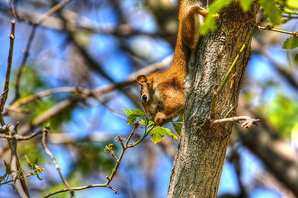 포토 JPG 해외이미지 동물 사람없음 갈색 나뭇가지 먹기 귀 해외202004 해외포토 나무 컬러 모션 신체부위 파일형식 이미지허브