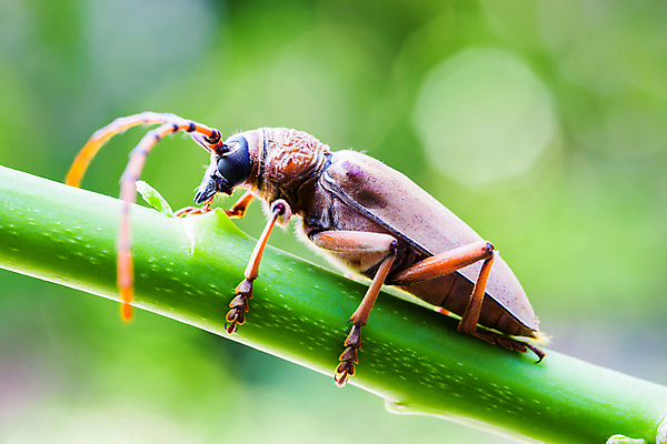 포토 JPG 해외이미지 동물 1 벽 곤충 백그라운드 패턴 절지류 날개 자연 종류 사람없음 야외 초록색 갈색 나뭇가지 잡기 닫기 선택 딱정벌레 질감 해외202004 해외포토 나무 컬러 컨셉 무늬 모션 생태계 파일형식 이미지허브