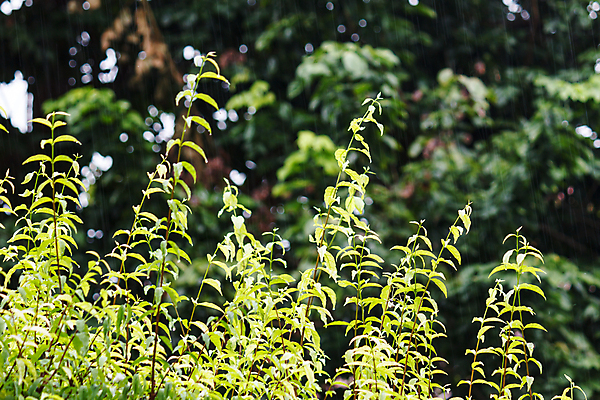 포토 JPG 해외이미지 나무 자연 바람 휴식 사람없음 초록색 물 젖음 가을 물방울 신선 떨어짐 보케 녹색배경 떨림 해외202004 해외포토 자연요소 식물 계절 컬러 백그라운드 컨셉 모션 날씨 생태계 파일형식 이미지허브