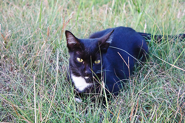 포토 JPG 해외이미지 동물 1 응시 백그라운드 오렌지 장난 포유류 놀이 영국 수염 털 사람없음 반려동물 갈색 고양이 회색 흰색 황금 닫기 작음 모피 자르기 꼬리 얼룩무늬 솜털 고립 기르기 해외202004 해외포토 시선 유럽 컬러 무늬 과일 모션 크기 돌봄 파일형식 이미지허브
