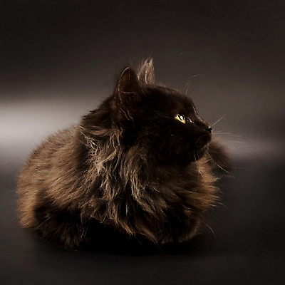 포토 JPG 해외이미지 동물 백그라운드 포유류 수염 털 사람없음 반려동물 검은색 고양이 흰색 모피 솜털 해외202004 해외포토 컬러 파일형식 이미지허브