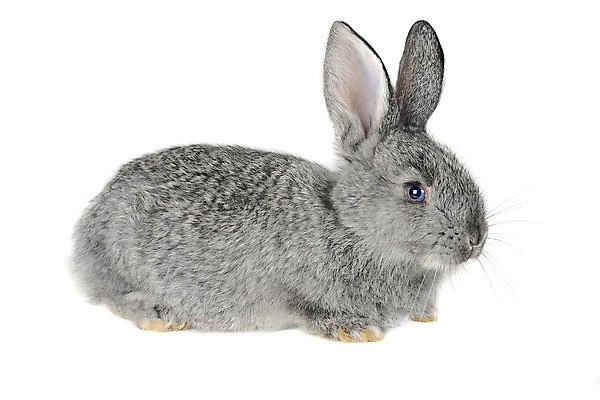 포토 JPG 해외이미지 동물 척추동물 1 응시 백그라운드 농업 포유류 자연 털 앉기 사람없음 가로 파란색 반려동물 머리 회색 흰색 토끼 관찰 작음 무서움 경계 부드러움 솜털 고립 천진난만 해외202004 해외포토 시선 감정 산업 컬러 컨셉 모션 신체부위 감각 크기 생태계 파일형식 이미지허브