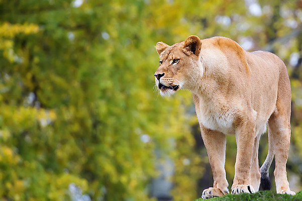 포토 JPG 해외이미지 동물 여자 야생동물 포유류 아프리카 자연 사람없음 고양이 위험 사자 사자자리 동물상 암사자 해외202004 해외포토 나라 컨셉 사람 반려동물 조형물 별자리 암컷 생태계 파일형식 이미지허브