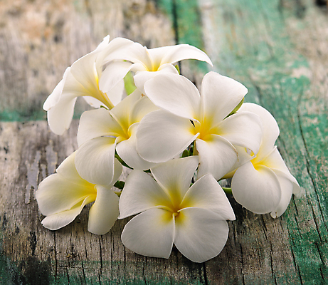 포토 JPG 해외이미지 주간 사람없음 야외 나무바닥 플루메리아 해외202004 해외포토 자연요소 꽃 바닥 파일형식 이미지허브