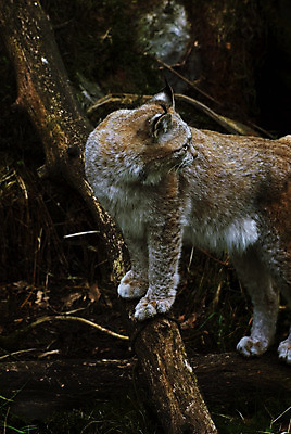 포토 JPG 해외이미지 동물 유럽 야생동물 자연 동물원 북유럽 노르웨이 사람없음 야외 봄 동물상 스칸디나비아 스라소니 해외202004 해외포토 계절 나라 포유류 조형물 생태계 파일형식 이미지허브