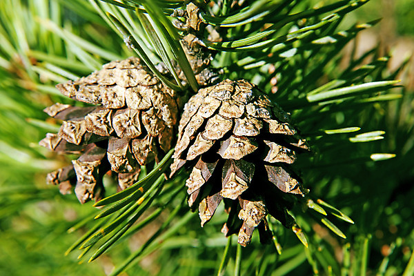 포토 JPG 해외이미지 나무 백그라운드 그림자 사람없음 초록색 여름 소나무 숲 원뿔 해외202004 해외포토 도형 식물 계절 컬러 파일형식 이미지허브