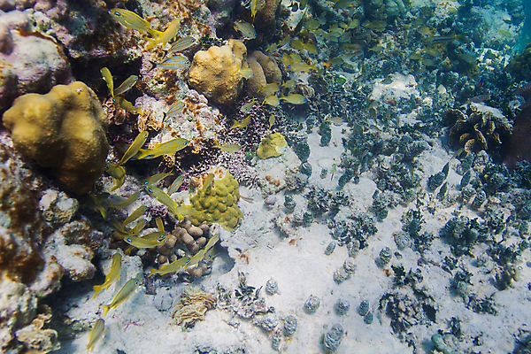 포토 JPG 해외이미지 야생동물 바다 학교 자연 열대 어류 풍경 사람없음 물 컬러풀 바닷속 수중 미국 다양 스노클링 산호 다이빙 암초 석호 깊이 동물상 소금물 이국적 해외202004 해외포토 자연요소 동물 교육 컬러 다수 북아메리카 조형물 수영 수중동물 수상스포츠 자포동물 생태계 수중스포츠 파일형식 이미지허브
