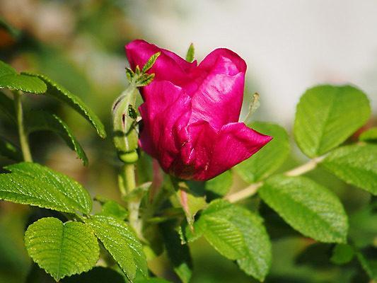 포토 JPG 해외이미지 식물 계절 꽃잎 꽃 줄기 분홍색 잎 자연 사람없음 초록색 장미 정원 봄 개화 가시 묘사 꽃수술 해외202004 해외포토 컬러 생태계 파일형식 이미지허브