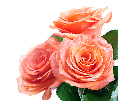 포토 JPG 해외이미지 식물 기념일 꽃잎 꽃 꽃다발 백그라운드 꽃무늬 오렌지 자연 발렌타인데이 선물 사랑 사람없음 초록색 물 장미 노란색 우주 정원 젖음 벚꽃 흰색 닫기 차 떨어짐 이슬 고립 카피스페이스 해외202004 해외포토 자연요소 감정 음료 컬러 컨셉 무늬 과일 모션 데이이벤트 이벤트 공백 생태계 파일형식 이미지허브