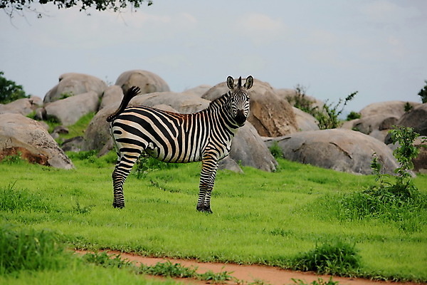 포토 JPG 해외이미지 동물 응시 공원 야생동물 백그라운드 패턴 포유류 가족 아프리카 자연 털 사람없음 야외 검은색 줄무늬 흰색 그룹 심볼 사파리 얼룩말 지역 케냐 리빙 나미비아 마사이족 사바나 우간다 전국 탄자니아 해외202004 해외포토 시선 공공시설 나라 컬러 무늬 관계 말_동물 생태계 남아프리카 파일형식 이미지허브