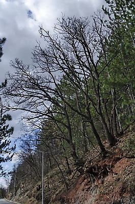 포토 JPG 해외이미지 나무 도로 산 경사 사람없음 야외 봄 소나무 숲 큼 언덕 뿌리 침엽수 불가리아 환상 해외202004 해외포토 식물 계절 길 컨셉 교통시설 크기 파일형식 남유럽 이미지허브