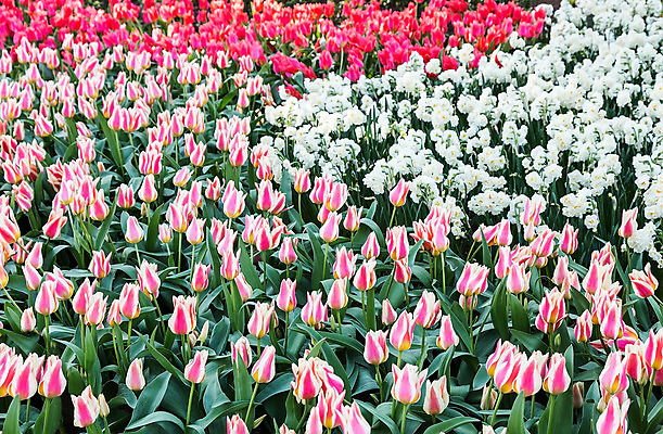 포토 JPG 해외이미지 식물 계절 꽃 잎 밭 농업 전구 종류 사람없음 빨간색 초록색 여름 컬러풀 햇빛 맑음 봄 튤립 성장 벚꽃 흰색 개화 그룹 원예 수선화 섞기 많음 해외202004 해외포토 산업 컬러 컨셉 날씨 취미 태양 파일형식 이미지허브