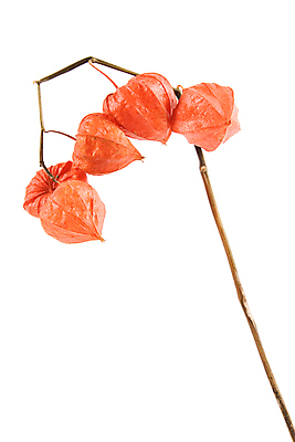 포토 JPG 해외이미지 식물 계절 꽃 꽃무늬 건조 사람없음 장식 빨간색 흰색 꽃집 원예 내추럴 고립 해외202004 해외포토 컬러 무늬 취미 상점 파일형식 이미지허브