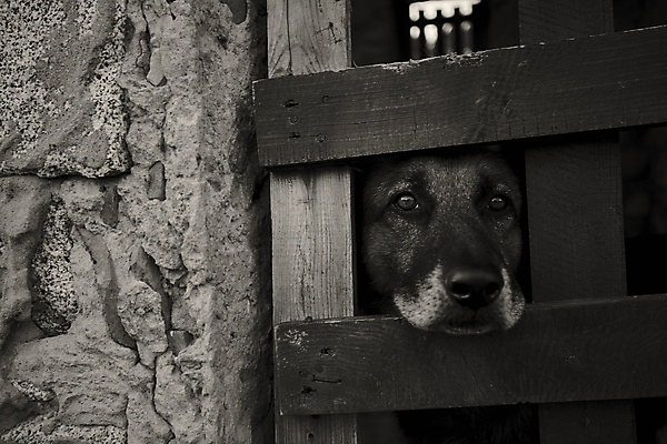 포토 JPG 해외이미지 응시 시선 흑백 사람없음 울타리 반려동물 고통 개 고독 감옥 새장 고정 올가미 주둥이 우울감 천진난만 헬프 동정 해외202004 해외포토 동물 감정 컨셉 포유류 촬영기법 담장 도움 케이지 파일형식 이미지허브