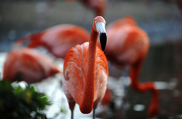 포토 JPG 해외이미지 동물 야생동물 분홍색 포즈 날개 아프리카 자연 조류 열대 동물원 사람없음 옆모습 빨간색 여름 빛 컬러풀 머리 일몰 산책 활발 플라밍고 깃털 부리 목 내추럴 동물상 생존 해외202004 해외포토 계절 나라 뷰포인트 컬러 컨셉 휴식 신체부위 조형물 노을 생태계 파일형식 이미지허브