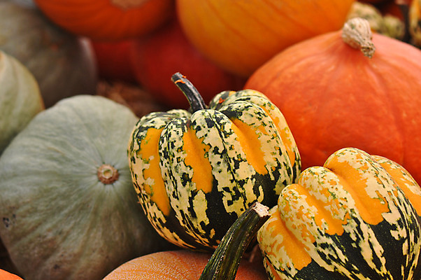 포토 JPG 해외이미지 계절 음식 조각 백그라운드 농업 다이어트 채소 오렌지 장난 부분 호박 휴가 건강 요리 사람없음 장식 농장 쌓기 정원 축제 수확 가을 대접 시장 큼 9월 11월 먹기 매움 박 스쿼시 10월 식용 해외202004 해외포토 산업 스포츠 과일 모션 구기 날짜 맛 크기 파일형식 이미지허브