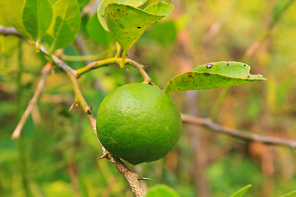 포토 JPG 해외이미지 나무 식물 음식 잎 다이어트 과일 자연 귤 건강 사람없음 초록색 정원 신선 레몬 유기농 날것 라임 내추럴 신맛 해외202004 해외포토 웰빙 컬러 맛 생태계 파일형식 이미지허브