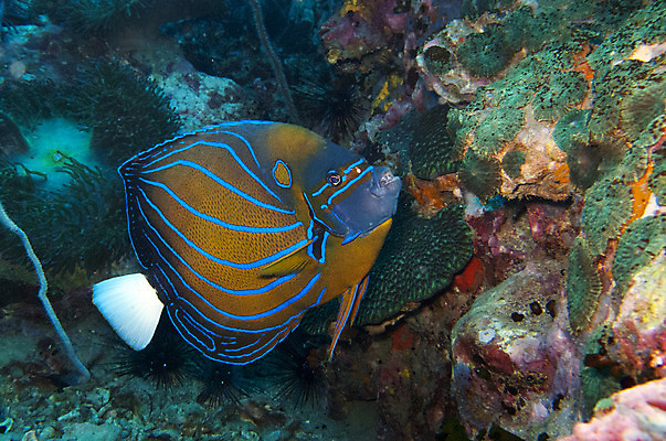 포토 JPG 해외이미지 야생동물 바다 여행 학교 모션 자연 휴가 천사 어류 풍경 사람없음 야외 파란색 바닷속 수중 수영 물방울 반지 아래 다이빙 생물학 지느러미 내추럴 깊이 동물상 생태학 침몰 많음 해외202004 해외포토 동물 교육 컬러 컨셉 장신구 조형물 수중동물 수상스포츠 방향 생태계 위치 수중스포츠 파일형식 이미지허브