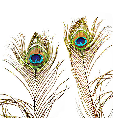 포토 JPG 해외이미지 동물 디자인 남자 야생동물 백그라운드 패턴 자연 조류 추상 미술 사람없음 장식 초록색 파란색 빛 컬러풀 노란색 우주 흰색 우아함 공작 깃털 오브젝트 질감 꼬리 솜털 고립 이국적 해외202004 해외포토 컬러 컨셉 무늬 문화예술 사람 생태계 파일형식 이미지허브