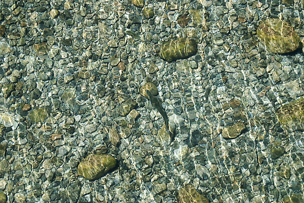 포토 JPG 해외이미지 동물 사람없음 아르헨티나 내추럴 동물상 해외202004 해외포토 조형물 남아메리카 파일형식 이미지허브