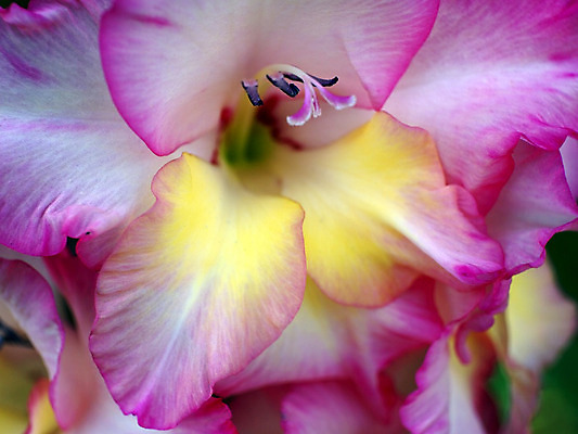 포토 JPG 해외이미지 라이프스타일 꽃 자연 사람없음 정원 성장 신선 난초 닫기 원예 캘리포니아 해외202004 해외포토 식물 모션 취미 생활 미국 생태계 파일형식 이미지허브