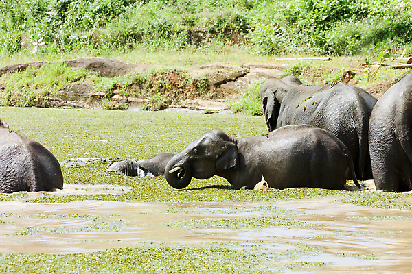 포토 JPG 해외이미지 아시아 여유 야생동물 여행 자연 휴가 휴식 코끼리 수영장 풍경 사람없음 여름 강 햇빛 평화 맑음 목욕 자유 시골 편안함 엽서 내추럴 스리랑카 파라다이스 해외202004 해외포토 동물 계절 감정 나라 컨셉 포유류 날씨 태양 청결 감각 편지 생태계 파일형식 이미지허브