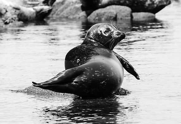 포토 JPG 해외이미지 동물 야생동물 포유류 자연 휴식 털 항해 사람없음 물 흰색 물개 싱글 캘리포니아 암초 우표 내추럴 동물상 해외202004 해외포토 자연요소 컬러 컨셉 배_교통 조형물 미국 바다동물 생태계 파일형식 이미지허브