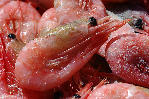 포토 JPG 해외이미지 음식 바다 다이어트 휴가 새우 건강 노르웨이 어류 요리 사람없음 빨간색 파티 냉동 저녁식사 희망 게 신선 애피타이저 먹기 해산물 유기농 성분 내추럴 점심식사 단백질 해외202004 해외포토 웰빙 감정 유럽 컬러 모션 갑각류 이벤트 식사 수중동물 영양소 파일형식 이미지허브