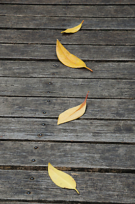 포토 JPG 해외이미지 나무 디자인 외관 백그라운드 컨셉 잎 패턴 자연 표면 날씨 추상 바닥 프레임 건조 사람없음 목재 갈색 노란색 어둠 공백 수확 도시 소나무 판넬 거친 널 낟알 타일 복고 목공예 그런지 수목 옛날 해외202004 해외포토 식물 컬러 무늬 농업 재료 공예 생태계 파일형식 이미지허브