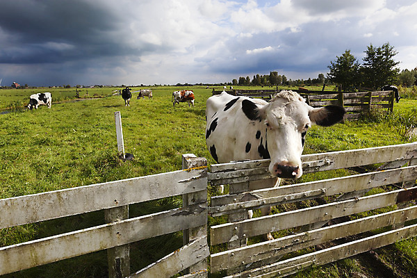 포토 JPG 해외이미지 동물 구름 밭 농업 포유류 자연 하늘 날씨 풍경 사람없음 야외 초록색 울타리 농장 맑음 검은색 어둠 가축 흰색 시골 소 땅 네덜란드 해외202004 해외포토 자연요소 유럽 산업 컬러 담장 생태계 파일형식 이미지허브