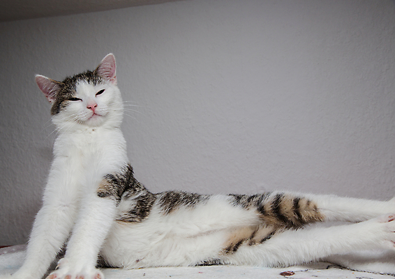 포토 JPG 해외이미지 동물 응시 포유류 수염 털 사람없음 반려동물 고양이 회색 아기 작음 해외202004 해외포토 시선 컬러 사람 크기 파일형식 이미지허브