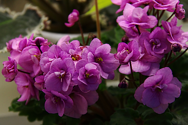 포토 JPG 해외이미지 식물 디자인 꽃잎 꽃 분홍색 꽃다발 백그라운드 잎 꽃무늬 패턴 자연 주택 취미 사람없음 내부 장식 초록색 컬러풀 정원 보라색 놀람 봄 벚꽃 신선 냄비 제비꽃 묘사 원예 내추럴 심기 영원 해외202004 해외포토 계절 감정 컬러 무늬 모션 표정 건물 솥 생태계 파일형식 이미지허브