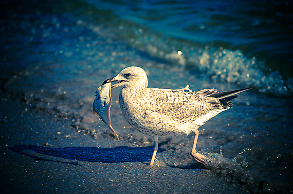 포토 JPG 해외이미지 동물 응시 얼굴 야생동물 바다 백그라운드 날개 자연 갈매기 조류 하늘 낚시 휴식 서기 사람없음 야외 파란색 평화 귀여움 환경 회색 자유 떨어짐 큼 먹이 깃털 싱글 부리 내추럴 고립 해외202004 해외포토 시선 컬러 컨셉 모션 레저 신체부위 크기 생태계 파일형식 이미지허브