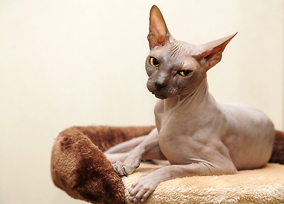 포토 JPG 해외이미지 한마리 응시 실내 사람없음 반려동물 눕기 귀여움 고양이 베이지색배경 스핑크스고양이 반려묘 해외202004 해외포토 동물 1 시선 백그라운드 컨셉 포유류 모션 내부 베이지색 파일형식 이미지허브