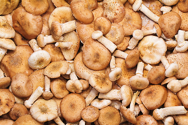 포토 JPG 해외이미지 자연 요리 사람없음 여름 요식업 버섯 하이킹 흰색 숲 제비 해외202004 해외포토 계절 산업 컬러 조류 레저 생태계 파일형식 이미지허브