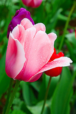 포토 JPG 해외이미지 식물 계절 공원 꽃잎 꽃 유럽 줄기 분홍색 꽃다발 백그라운드 잎 꽃무늬 밭 농업 전구 자연 사람없음 빨간색 초록색 물 여름 컬러풀 노란색 정원 보라색 봄 활발 튤립 벚꽃 시골 신선 이슬 5월 꽃집 네덜란드 원예 줄서기 해외202004 해외포토 자연요소 공공시설 나라 산업 컬러 컨셉 무늬 모션 취미 상점 날짜 생태계 파일형식 이미지허브