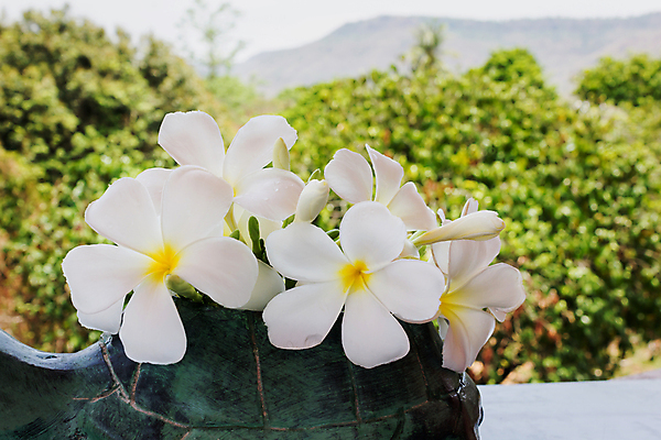 포토 JPG 해외이미지 꽃 자연 아침 사람없음 장식 초록색 노란색 꽃병 신선 그룹 배열 향기 부드러움 내추럴 해외202004 해외포토 주간 식물 컬러 감각 생태계 냄새 파일형식 이미지허브