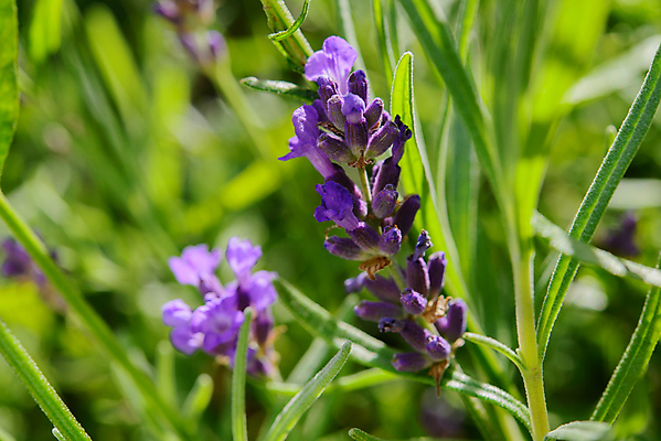 포토 JPG 해외이미지 식물 꽃 줄기 사람없음 초록색 여름 햇빛 태양 정원 보라색 침대 개화 닫기 원예 향기 냄새 라벤더 영원 해외202004 해외포토 자연요소 계절 컬러 가구 모션 취미 허브 파일형식 이미지허브