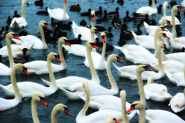 포토 JPG 해외이미지 동물 호수 야생동물 가족 자연 갈매기 조류 오리 사람없음 물 빛 반사 평화 검은색 수영 흰색 우아함 깃털 백조 장면 목 내추럴 단아함 해외202004 해외포토 자연요소 컬러 컨셉 관계 신체부위 수상스포츠 생태계 파일형식 이미지허브