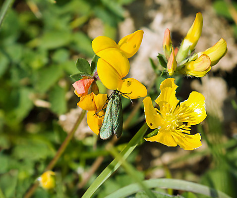 포토 JPG 해외이미지 주간 야생동물 곤충 자연 사람없음 초록색 시골 분필 서식스 해외202004 해외포토 자연요소 동물 컬러 초크 생태계 파일형식 이미지허브