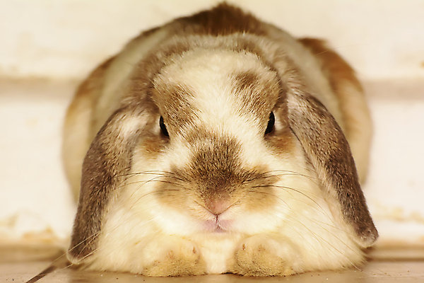 포토 JPG 해외이미지 동물 야생동물 포유류 자연 사람없음 반려동물 귀여움 회색 흰색 토끼 작음 큼 귀 해외202004 해외포토 컬러 컨셉 신체부위 크기 생태계 파일형식 이미지허브